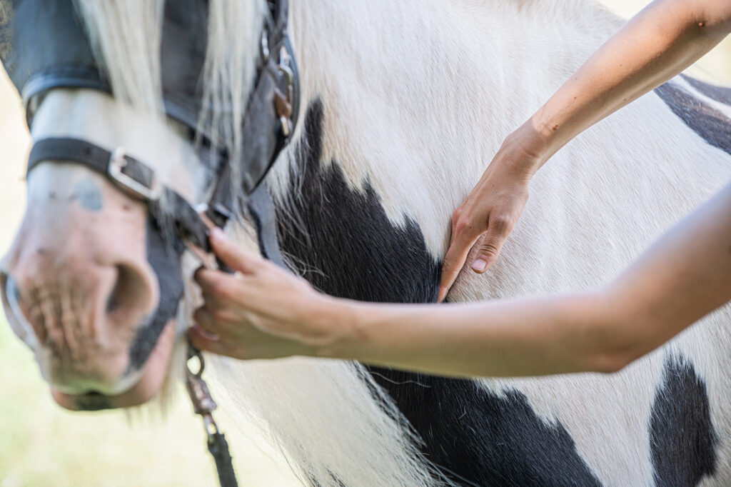 Detailauznahme eines gescheckten Ponys, die Therapeutin hat eine Hand am Halfter und eine vor dem Schulterblatt