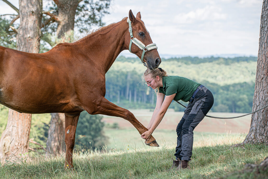 Dehnung des Vorderbeins, Therapeutin steht vor dem Pferd und hält das Fesselgelenk knapp über dem Boden